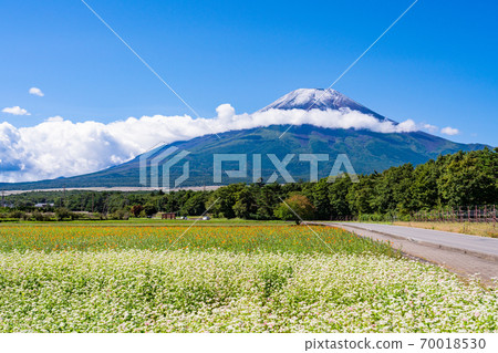 [Yamanashi Prefecture] Flower City Park Buckwheat field and Mt. Fuji, first snowfall 70018530