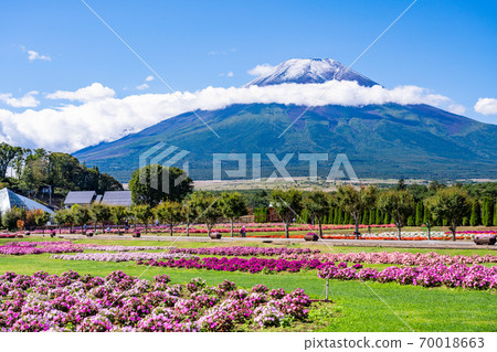 [山梨縣]花城公園花田和富士山 70018663