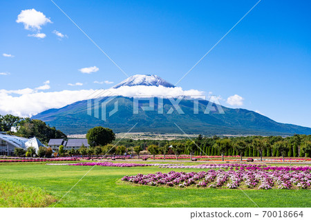 [山梨縣]花城公園花田和富士山 70018664