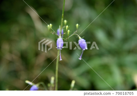 Saisha Shajin Flower Saisha Shajin Flower 70018705