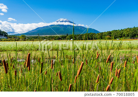 [山梨縣]花城公園Gama no Ho和富士山 70018805