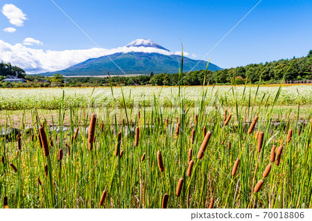 [Yamanashi Prefecture] Flower City Park Gama no Ho and Mt. Fuji 70018806