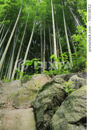 Bamboo grove in the mountains 70019052
