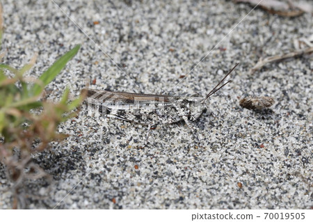 Yamato Madara grasshopper Yamato Madara grasshopper 70019505
