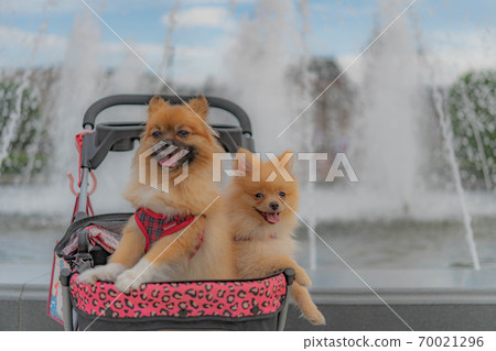 博美犬水果公園 博美犬水果公園 70021296