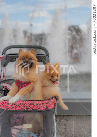 博美犬水果公園 70021297