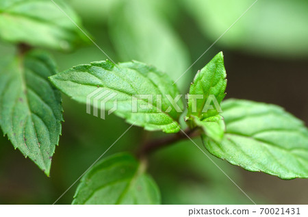 Young leaves of Japanese mint growing in the garden 70021431
