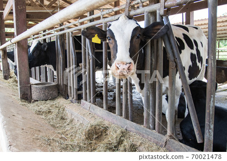 Young calf standing in the paddock, asia Thailand farm. 70021478
