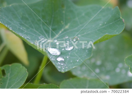 Green leaf, water drop, at nature garden Green leaf, water drop, at nature garden 70022384