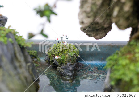 a Bonsai and Penjing landscape with miniature. 70022668