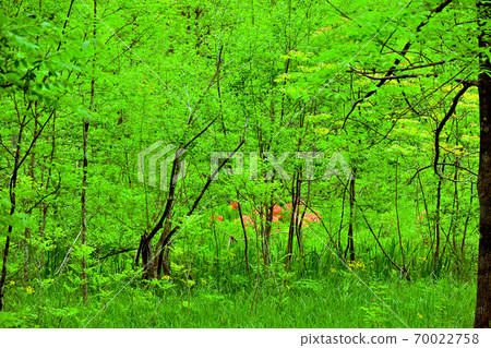 Himekawa Genji Sekkuen / Ocean Marsh Wetland 70022758