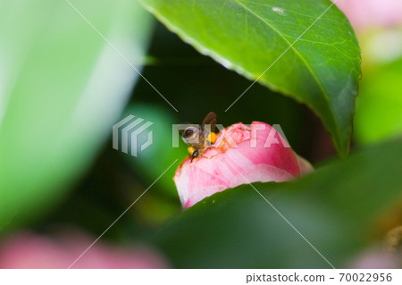 a Honeybee and red flower at nature back ground a Honeybee and red flower at nature back ground 70022956