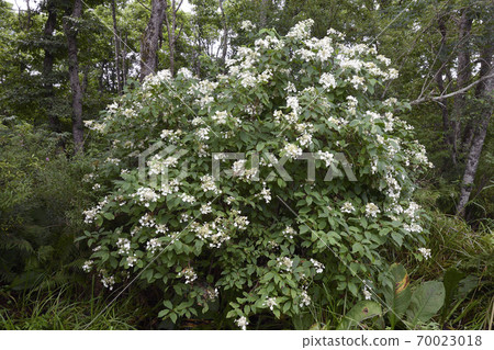 野木則（北海道鶴井村） 70023018