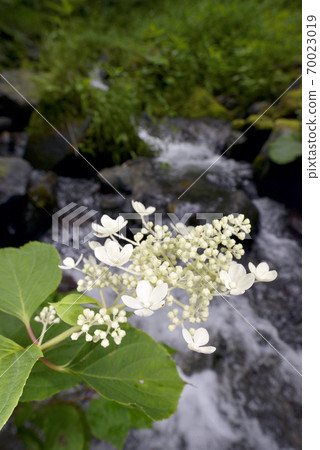 山間溪流和北柳(北海道知床) 山間溪流和北柳(北海道知床) 70023019