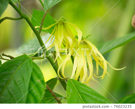 依蘭花盛開(原始精油) 依蘭花盛開(原始精油) 70023235