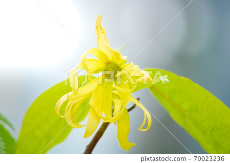  Ylang-ylang flower blooms (raw essential oil) 70023236