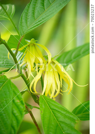 依蘭花盛開(原始精油) 依蘭花盛開(原始精油) 70023237