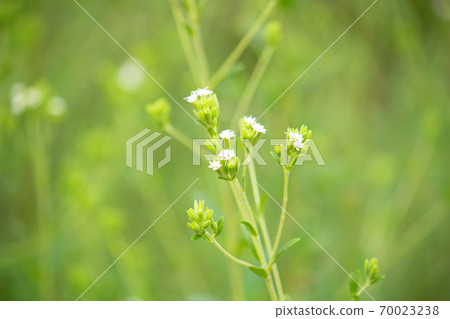 甜葉菊(Stevia rebaudiana英文名稱:sweetleaf):甜味劑成分,南美 甜葉菊(Stevia rebaudiana英文名稱:sweetleaf):甜味劑成分,南美 70023238