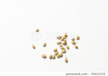 Coriander hole spice 70023535