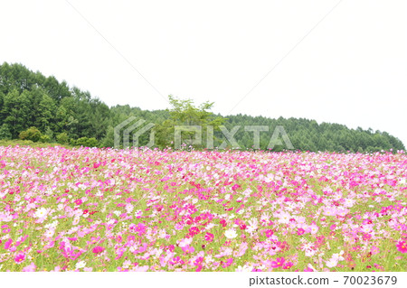 Cosmos field Hokkaido 70023679