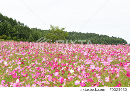 Cosmos field Hokkaido Cosmos field Hokkaido 70023680