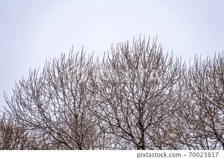 Winter tree branches without leaves against a cloudy sky during snowfall. 70023817