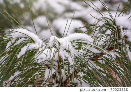 Cedar branches with long fluffy needles in winter covered with snow 70023818