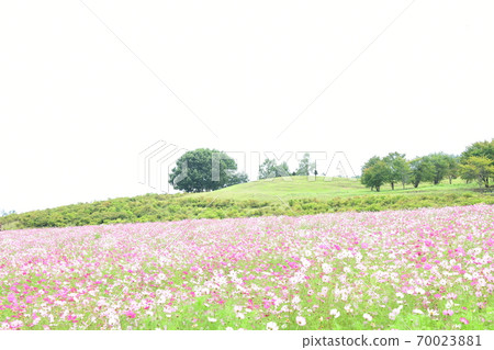Cosmos in full bloom Hokkaido Cosmos in full bloom Hokkaido 70023881