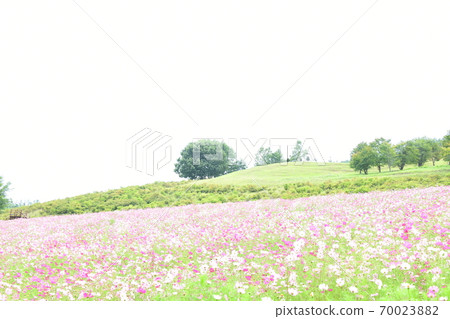 Cosmos in full bloom Hokkaido Cosmos in full bloom Hokkaido 70023882