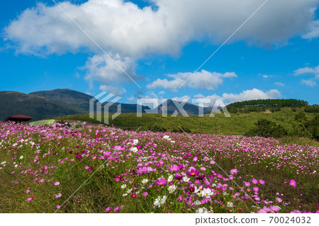 波斯菊盛開在藍色秋天的天空的阿蘇草甸 70024032
