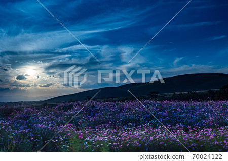 Cosmos flowers blooming in the Aso meadow in the blue autumn sky 70024122