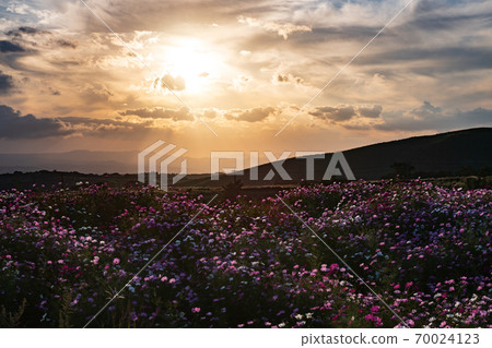 Cosmos flowers blooming in the Aso meadow in the blue autumn sky Cosmos flowers blooming in the Aso meadow in the blue autumn sky 70024123