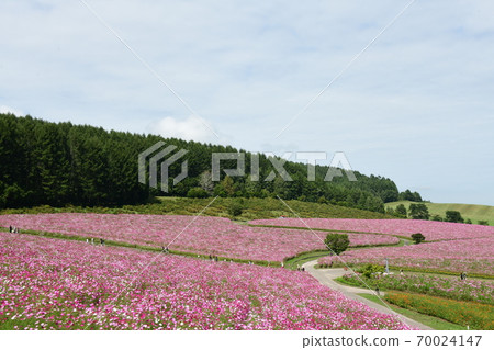 Cosmos field Hokkaido 70024147