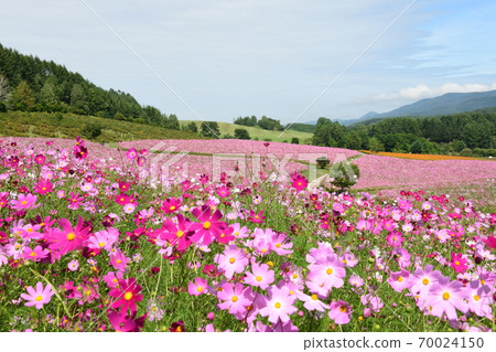Cosmos field Hokkaido 70024150