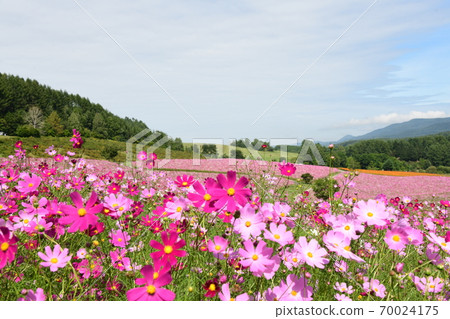 Cosmos field Hokkaido 70024175