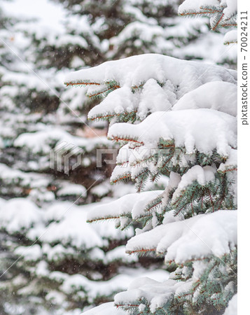 Snow on green spruce branches during snowfall 70024211