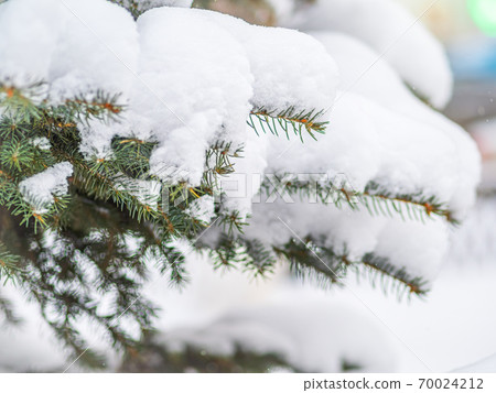Snow on green spruce branches during snowfall Snow on green spruce branches during snowfall 70024212