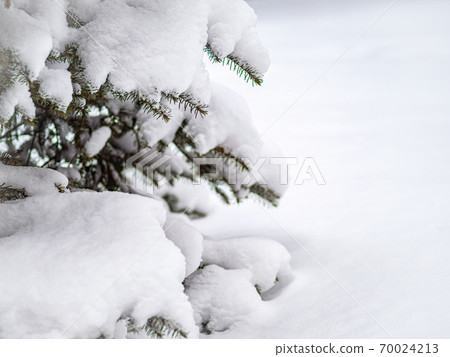 Snow on green spruce branches during snowfall 70024213