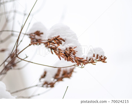 Dried flowers in winter covered with fresh snow Dried flowers in winter covered with fresh snow 70024215