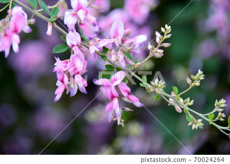 Purple hagi flower 70024264