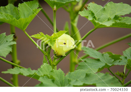 大倉花盛開 大倉 英語 秋葵 秋葵 學名 Abelmoschus Esculent 照片素材 圖片 圖庫