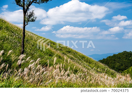 Ears of Japanese pampas grass that shine in the grasslands of Aso in the blue autumn sky Ears of Japanese pampas grass that shine in the grasslands of Aso in the blue autumn sky 70024375