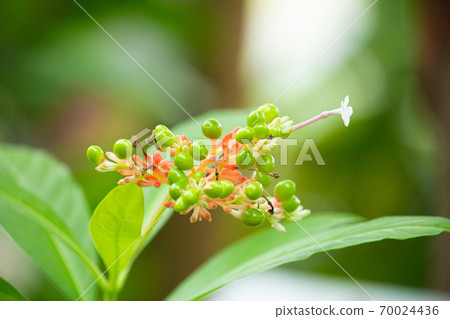 Flowers and fruits of Indian snakeroot (Indian snakeroot, scientific name Rauwolfia serpentina). Another name is Lauolph 70024436