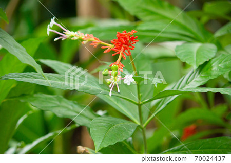 Flowers and fruits of Indian snakeroot (Indian snakeroot, scientific name Rauwolfia serpentina). Another name is Lauolph 70024437