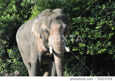 Elephant bathing in the setting sun 70024709