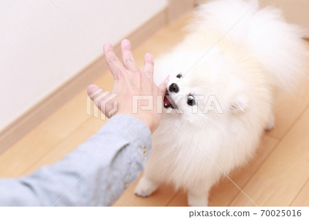 一個男人被他的狗博美犬咬傷了手 一個男人被他的狗博美犬咬傷了手 70025016