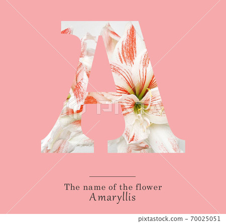Alphabet A Alphabet A 70025051