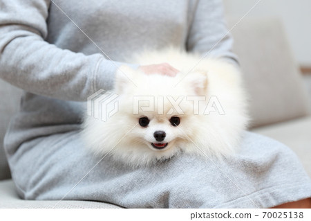 女人坐在沙發上，抱著一個博美犬男孩 70025138