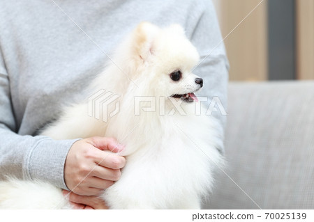 Woman sitting on a sofa and hugging a Pomeranian boy Woman sitting on a sofa and hugging a Pomeranian boy 70025139