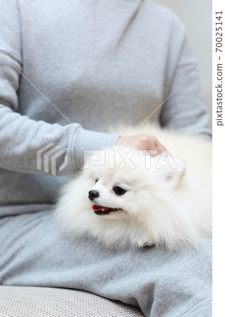 女人坐在沙發上,抱著一個博美犬男孩 女人坐在沙發上,抱著一個博美犬男孩 70025141
